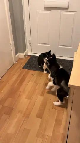Stormy trying to play with my eldest cat but he was having none of it 😅🥰🐺❤️ #husky #siberianhusky #huskylife #huskypuppy #huskylove #dogsoftiktokviral #dogsoftiktok #dogvideo #dogvideos #huskyvideo #huskyvideo #huskyvideos #petoftiktok #pettiktok #fypdog #fypdogs #fyphusky #huskies #huskiesoftiktok #fyppp #fypシ゚ #fyp #fy #foryoupagee #foryoupage #foryoupagedog #foryoupagedogs #foryoupagecats #virał #trendingvideo #trending #dogs #cats #funnydog #funnycat 