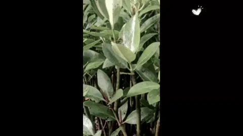 Dunia ini adalah 