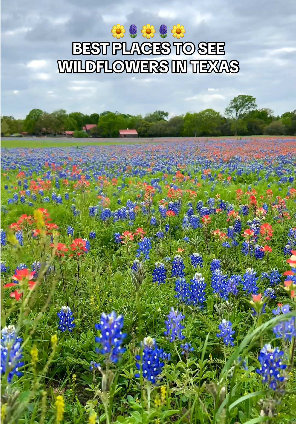 🌸🌼✨ Here are some of the best places to see stunning wildflower displays across the Lone Star State: 🌿 Willow City Loop – A winding Hill Country drive bursting with bluebonnets & Indian paintbrush. 🌿 Ennis Bluebonnet Trails – The Official Bluebonnet City of Texas with 40+ miles of vibrant blooms! 🌿 Washington County (Brenham & Chappell Hill) – Classic bluebonnet fields & charming backroads. 🌿 Blackland Prairie – Endless wildflower meadows stretching across Central Texas. 🌿 Llano, Burnet & Marble Falls – The Highland Lakes Bluebonnet Trail offers some of the best blooms! 🌿 Leakey, Bandera & Utopia – Scenic drives through the Texas Hill Country with stunning wildflower views. 🌿 Texas Hill Country (Highways 16, 29 & 71) – Rolling fields of bluebonnets, Indian paintbrush & more. 🌿 Big Bend National Park – A desert oasis with unique blooms like the Big Bend Bluebonnet. 🌿 Fort Davis, Marfa & Alpine – West Texas landscapes come alive with vibrant wildflowers against mountain views. 🌿 Palo Duro Canyon – The “Grand Canyon of Texas” transforms with stunning spring colors. 🌿 Highway 290 (Fredericksburg to Johnson City) – A perfect drive with wildflowers & vineyards. #texaswildflowers #texas #fyp 