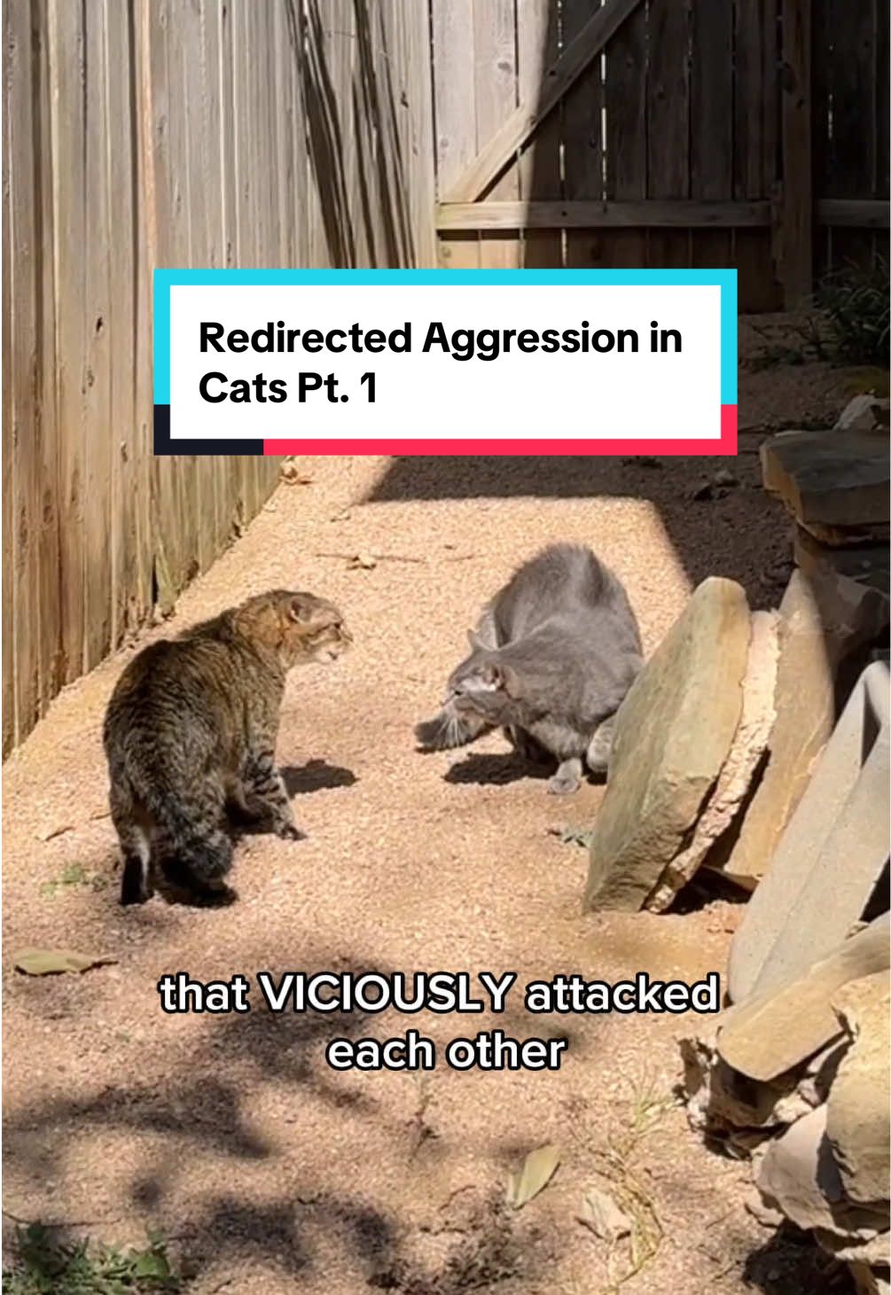 Redirected aggression occurs when a cat, unable to direct its frustration or fear toward the actual source of distress, instead lashes out at a nearby person, pet, or object. If this happens to you, immediately separate your cats and follow Jackson Galaxy’s protocol for introducing cats. That protocol and time are the only things that actually work. Pheromone diffusers and calming supplements didn’t help our situation at all. It’s been over 2 months and they’re finally at a point where they can be fed between a closed door without freaking out. #redirectedaggression #catbehavior #jacksongalaxy #catfight #fyp 