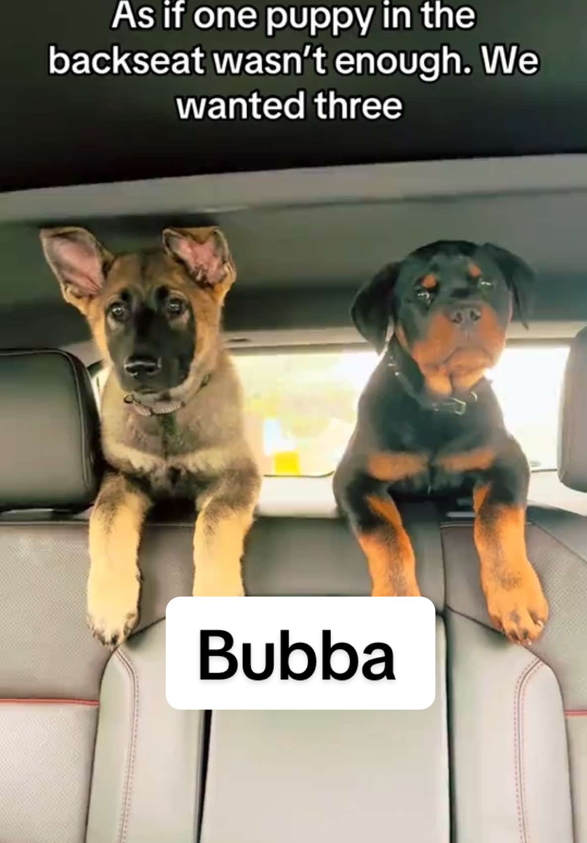First car ride for all 3 #funnypetvideos #germanshepherd #cutepuppy #rottweilersoftiktok #newpuppy ##carrides #babydog 
