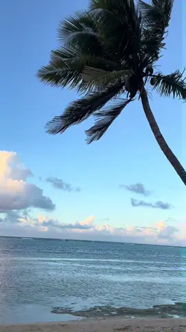 Sea life in PR>>  #sealife #puertorico🇵🇷 #fyyyyppp #puertorico🇵🇷 #beachvibes #water 