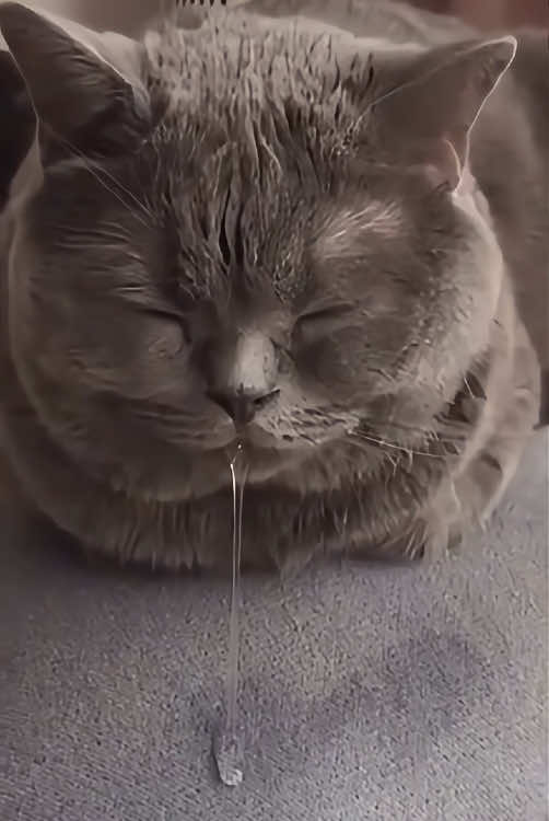 Sleeping cat#cat #funnycat #funnyvideo #pet #animals #usa🇺🇸 