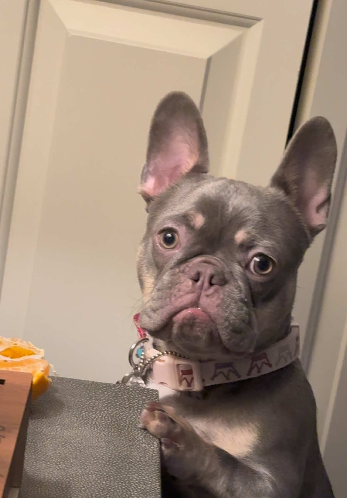 “I saw mommy googling if orange is healthy for me and the answer is yes. It’s rich in vit c, potassium and fiber.😋” #fyp #fy #frenchie #frenchiesoftiktok 