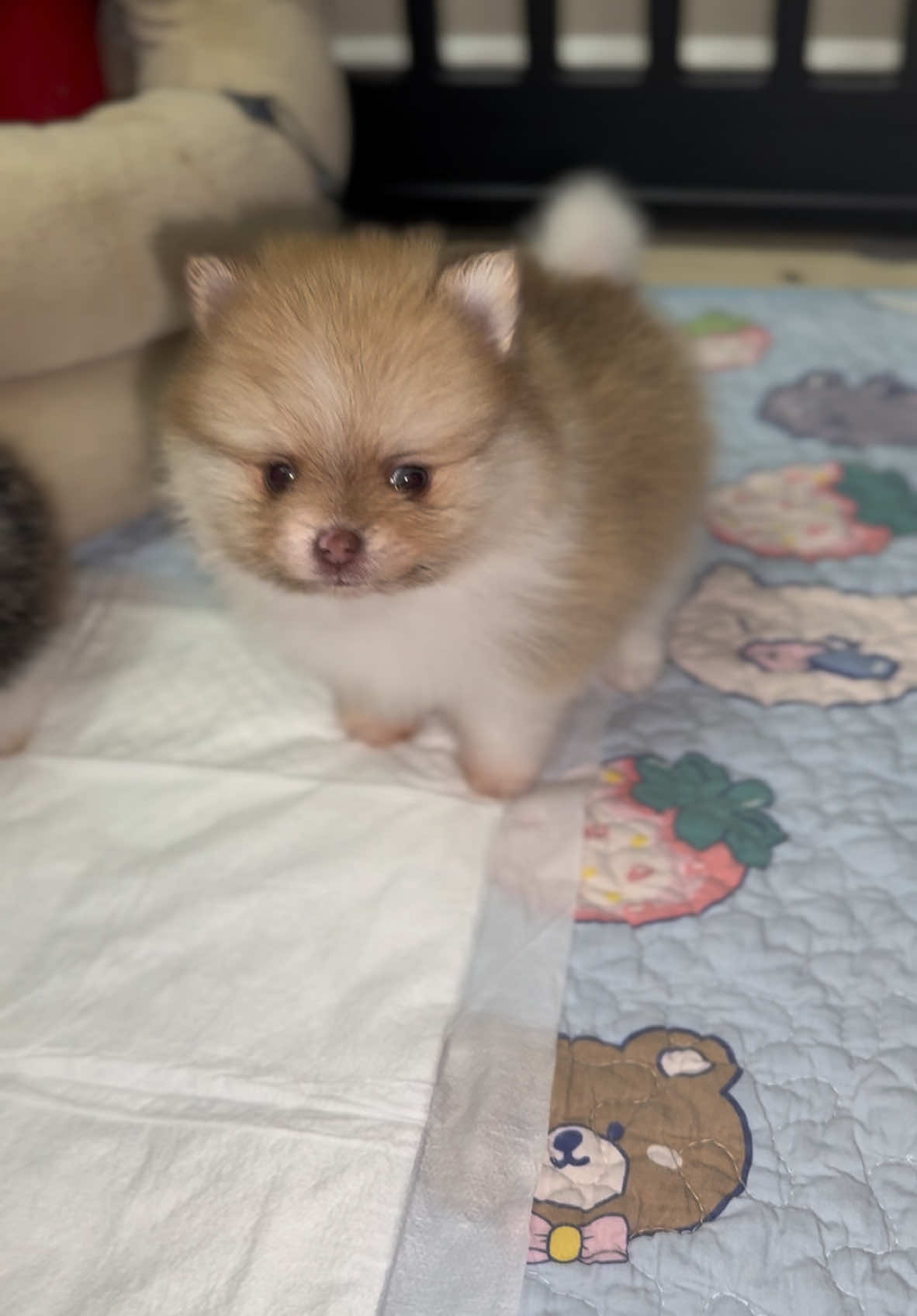 The cutest little fluffy meatballs 😍#pomeranians #cutepuppy #pomeranianpuppy #adorable #texastumbleweedpoms #puppiesoftiktok #puppies#texastumbleweedpom#fyp #puppies 