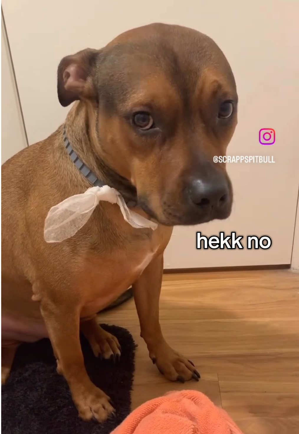 I think that’s a “no, ma’am” #fyp #pitbullsoftiktok #pitbull #boxer #pitboxermix #viral #staffy #staffysoftiktok 