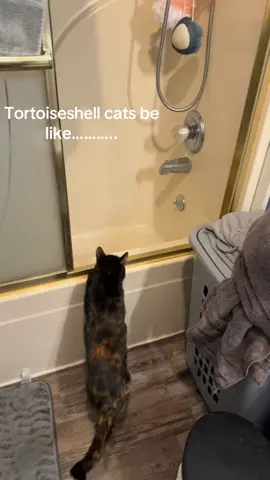 The real Queen of our house! Lolly Jean Tucker! Two baths a day. You must watch her and give her praise 🙌🏽 #tortoiseshell #catsoftiktok #lookwhaticando #crazycat