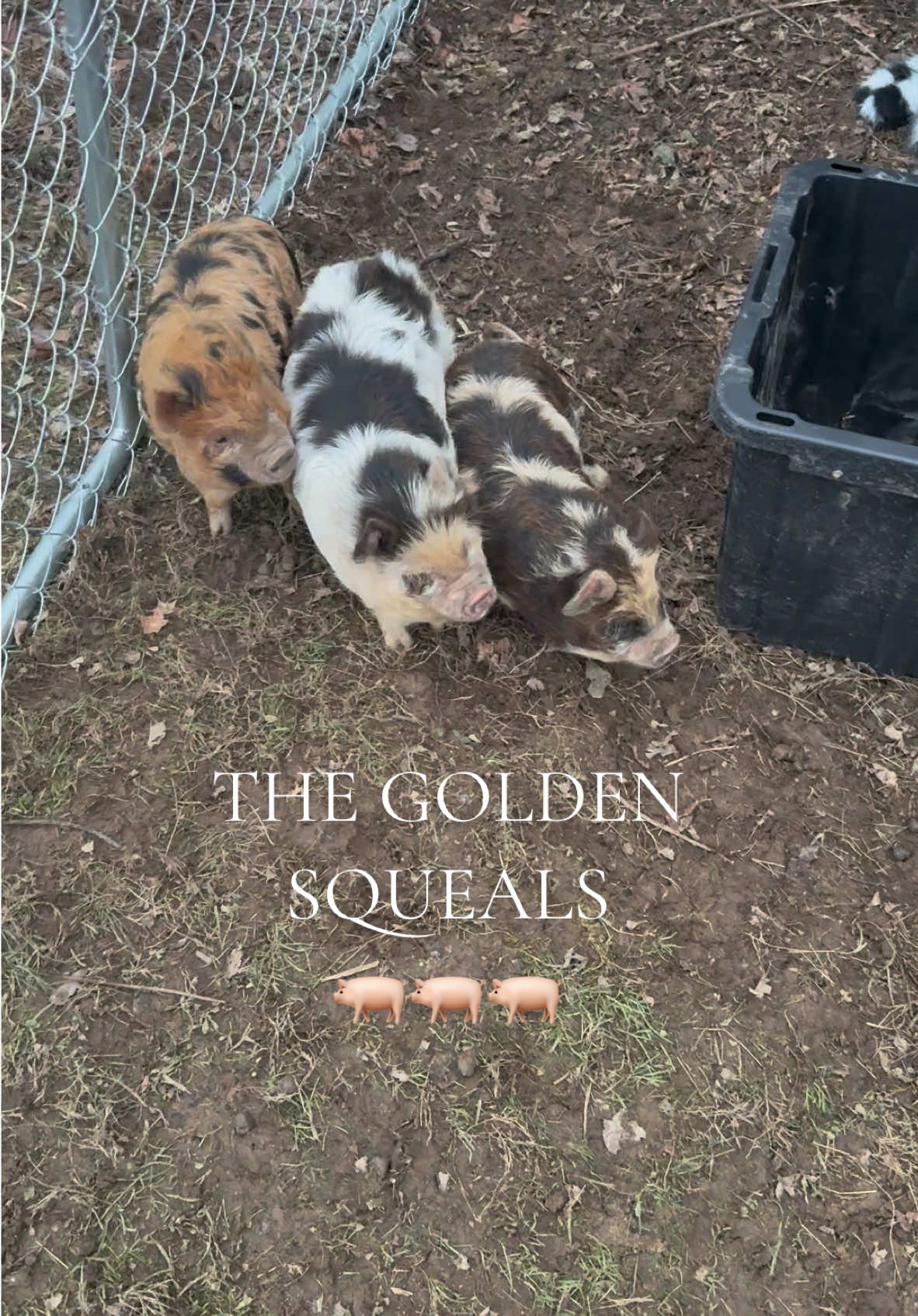 The Golden Squeals🐖 #bunniexo #thegoldengirls #pigsoftiktok