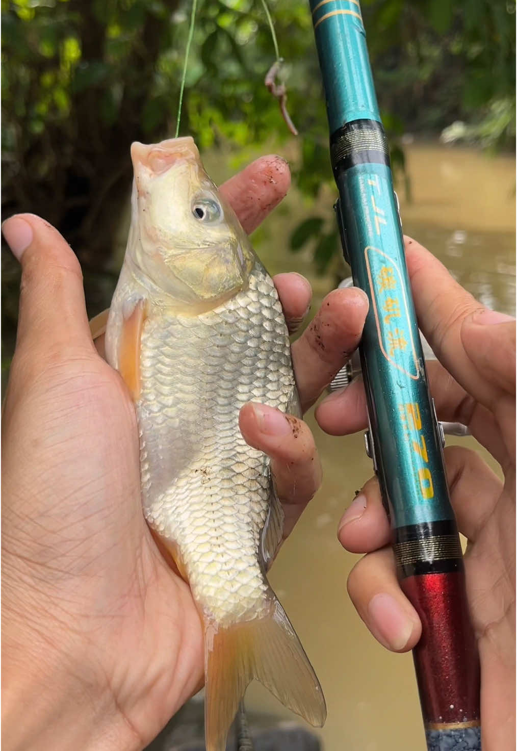 1 SET pancing tegek kolong dari EMRAN & ORCA TJL #mancing #mancingmania 