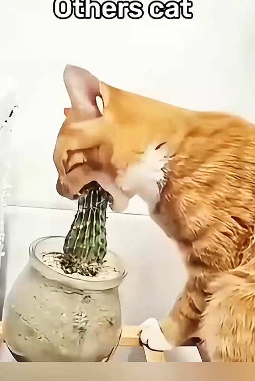 Others cat vs my cat #haha #funnyvideos #funnycat #fun 