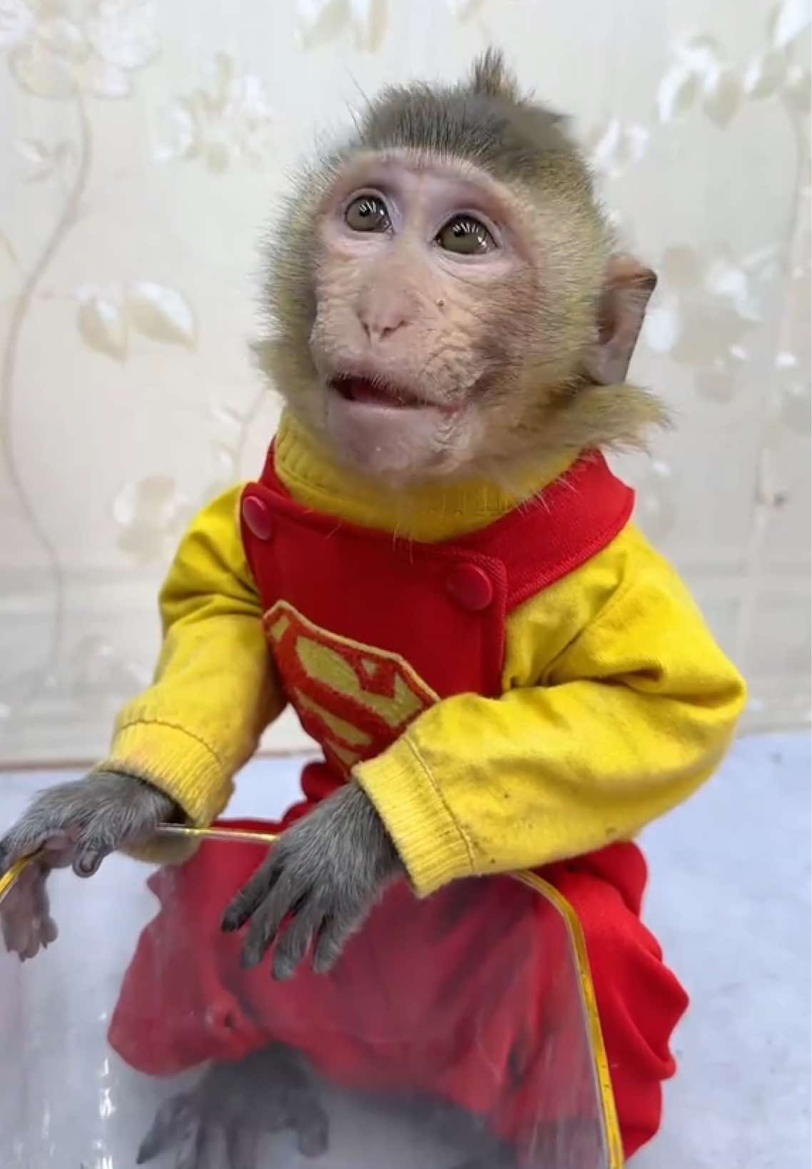 The baby monkey wants to drink soda🙈🙈😘😘#viraltiktok #funnyvideos #monkey #fyp #animalhouse 