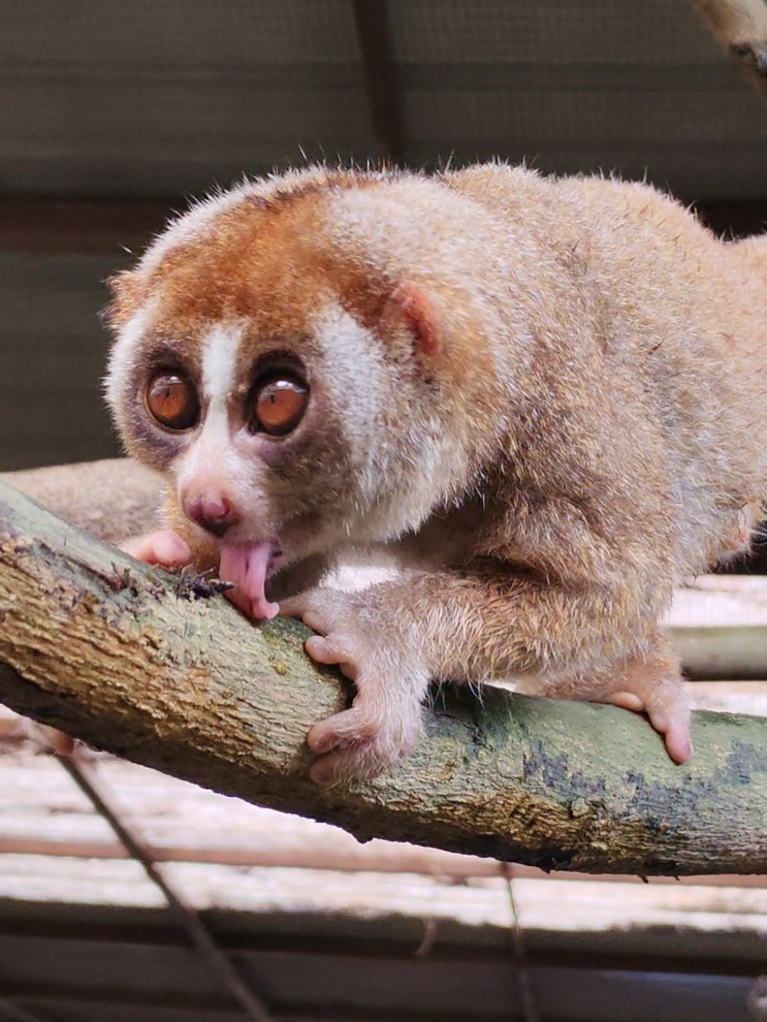 🥺✨ Too cute to handle! Watch this adorable slow loris melt hearts with every little move! 💕🐾   Tag a friend who needs this dose of cuteness today! 😍💖   #slowlorislove #toocute #animaladventures #cutenessoverload #fypシ #animals #slowloris #farminthecity #serikembangan 