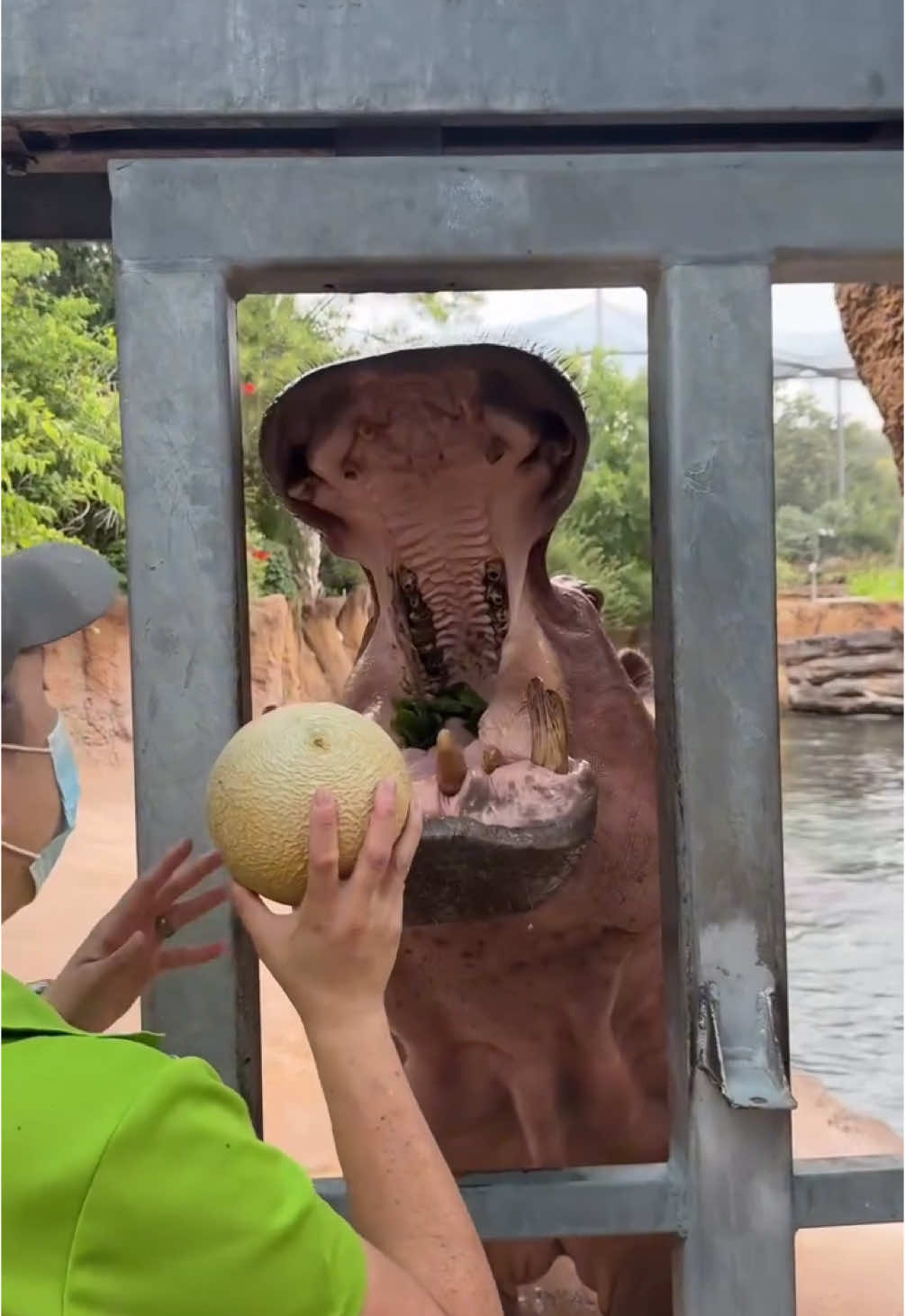 a cute hippo eating peacefully #fruits #hippo #animal #fyp #food #FoodTok 