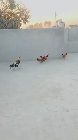 Aseel Murga And Aseel Murgi #aseel #aseellovers #murga #murgi #pets #petslovers #gabbarpethouse #foryou #foryoupage #viral #fyp #bird @Rehman Ch Vlogs 