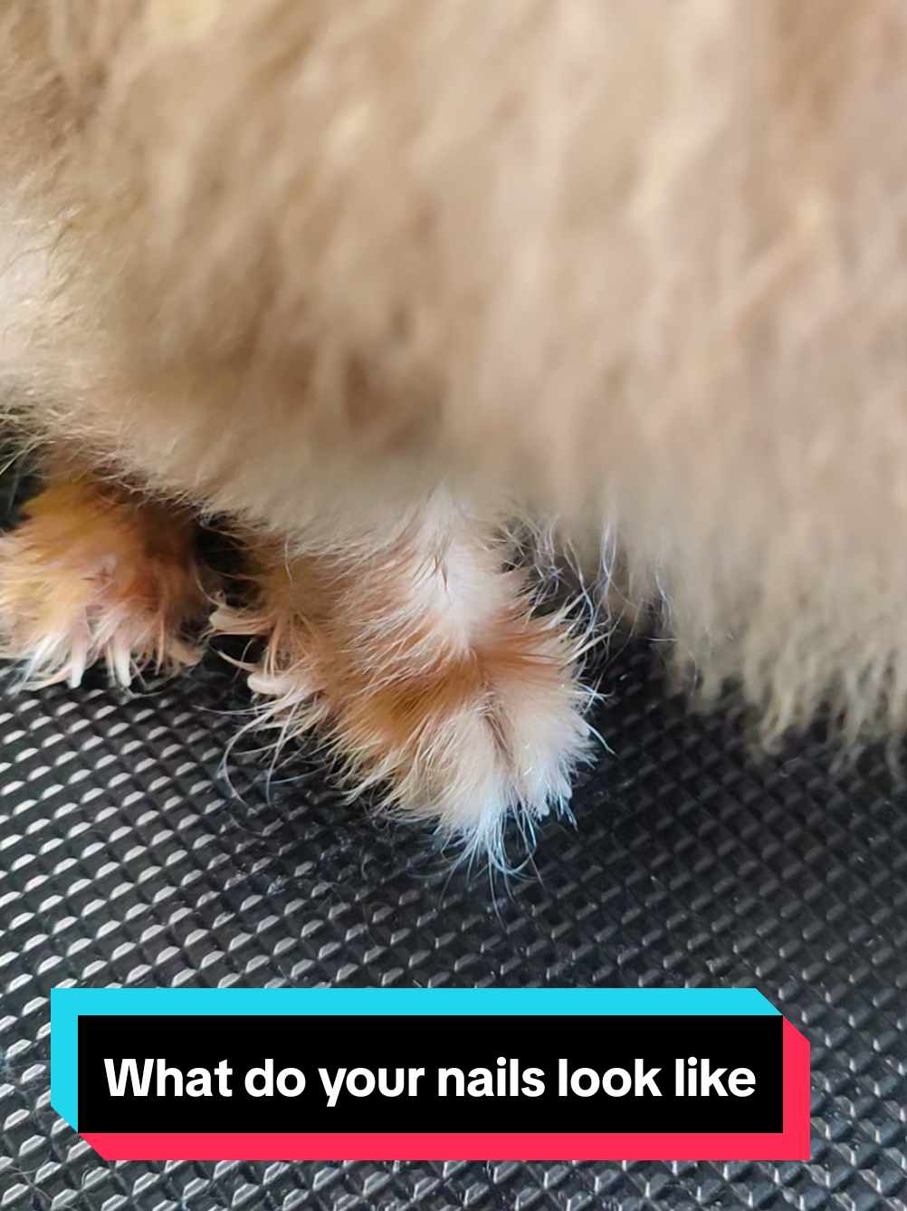 What do your nails look like? #dog #אלדדשרון #פומרניאן #eldadsharon #unicorn #Love #eldadsharon #pomeraniankennel #pomeranian #doggrooming #doggroomer