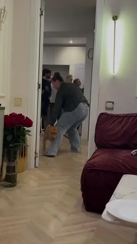 This dog stole food off the table and the owner was too late! #dogs #dogsandfood #funnydogs