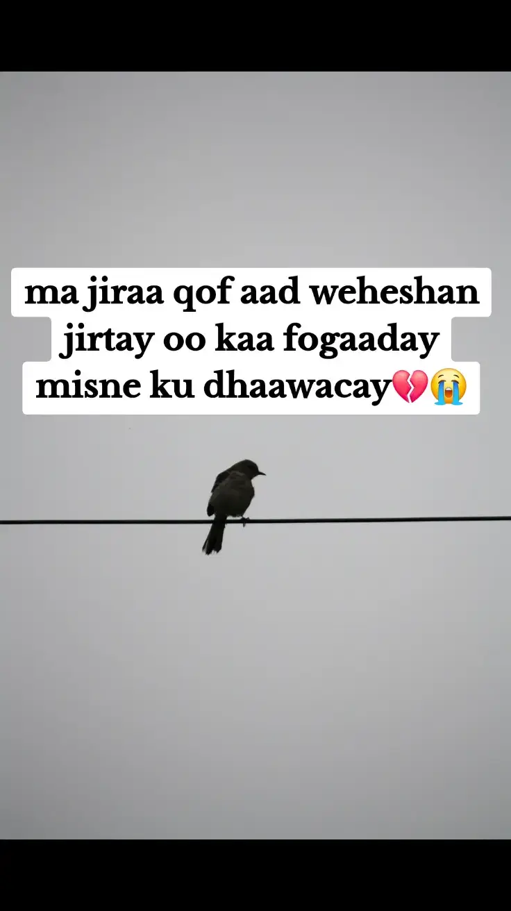 Waan Ku Weheshan Jiray, Laakiin Waad Icidlaysay Dareen kasta oo qalbigayga dhex jiifa wuxuu la falgalay hadalkaaga, dhoolla-caddayntaada, iyo xasuusta maqalka codkaaga. Habeenkii waxaan la seexan jiray xusuustaada, subaxdiina waxaan ku toosi jiray fikirkaaga. Waan ku weheshan jiray, naftayduna waxay kugu deeqi jirtay kalgacayl aan xad lahayn.😭💔😭💔😭💔💔💔😭 Laakiin waad icidlaysay...💔😭 Waxaa jiray waqti aan u haystay in jaceylku uu yahay mid labada dhinac ah, in qalbigeyga uusan keligii safar ahayn. Waxaan u malayn jiray in jacaylku yahay nolol, in aan is garab taaganahay qof qalbigayga garanaya. Hase yeeshee, maalintii aad iga jeedsatay, indhahaagii qaboobaa ay ii cadeeyeen in aan keli noqday, ayaan garwaaqsaday xaqiiqada: Waan ku weheshan jiray, adiguna waad ii cidlaysay.💔💔😭💔😭 Dhoolla-caddayntii aad iigu deeqi jirtay waxay noqotay boog xanuun badan, erayadii aad iigu muusooday waxay isu beddeleen xusuus dhaawac leh. Dareenkii aan kuu qabay wuxuu la mid noqday geed caleemihiisu libdhayaan, rajadii aan kuu hayayna waxay noqotay riyo aan dhaboobayn.💔😭💔😭💔 Miyaan qalad galay? Mise jacaylku wuxuu ahaa hal dhinac? Miyay suurtogal tahay in qof aad naftaada u hurto uu si sahlan kuugu cidlayn karo, adigoo weli qalbi buuxa la taagan?💔😭💔😭💔😭 Hadda, dhidibadii aan kuu taagay way dumeen, xusuustaadana marba marka ka dambaysa way sii libdhaysaa. In kasta oo aan dareemayo xanuun, haddana waan ka mahadcelinayaa casharka aad i bartay: Mar walba qofka aad weheshato maaha qof aan ku cidlayn doonin.💔😭💔😭💔