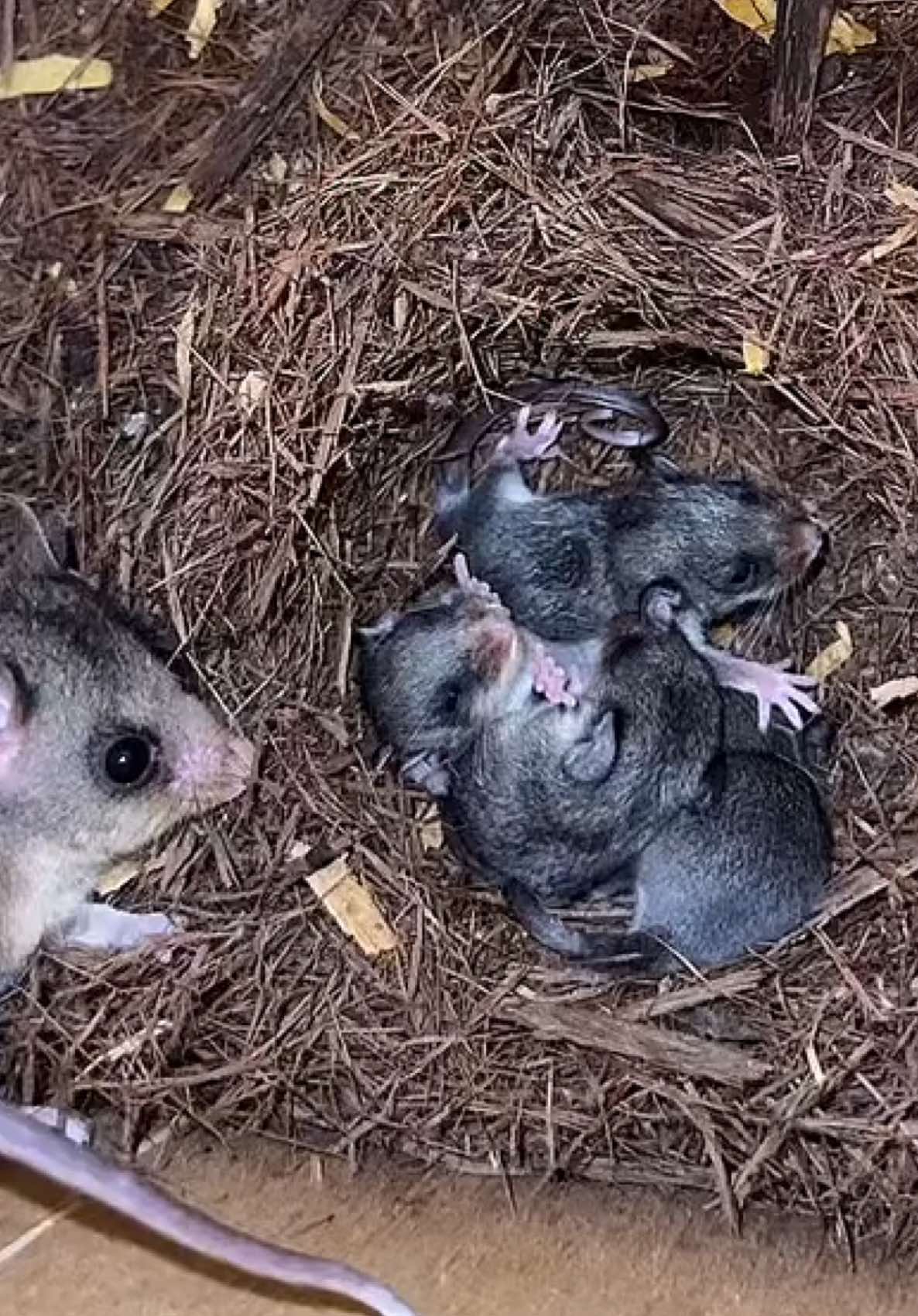 With only 2000 left in the wild, these Critically Endangered Mountain Pygmy Possums are on the brink of extinction. Isn’t this mum doing an amazing job?#endangeredspecies #australia#nativeanimals#melbounre#fyp#animals #wildlife #possumsoftiktok #uniqueanimals#wildlifeaustralia#education#conservation#trending#viral#wildlifeconservation #macedon#cute#babyanimals#babypossums#marsupial#DidYouKnow