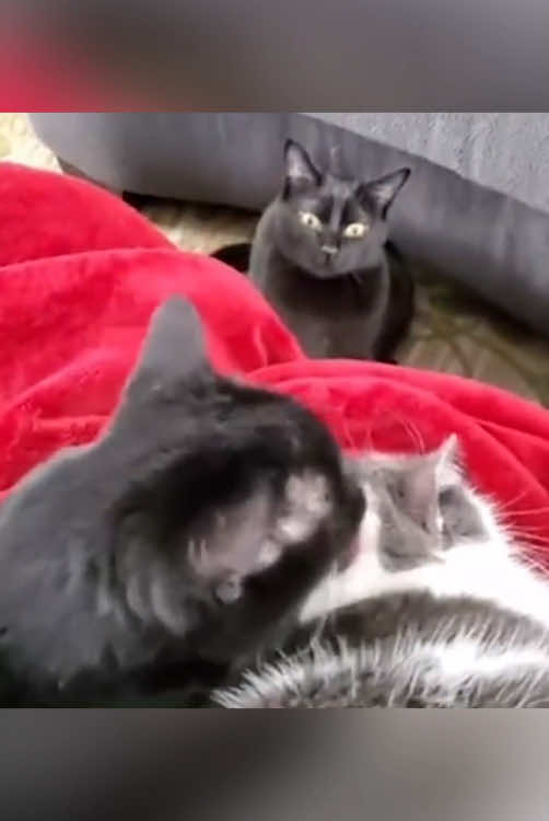 Your cat is jealous…#usa_tiktok #usa🇺🇸 #fouryou #cat #catsoftiktok #funnyvideo #fyp 