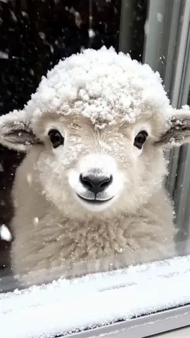 It was cold 🥶 the lamb was standing outside the window, eager to go inside and get warm 🔥#sheep #babysheep #cute 