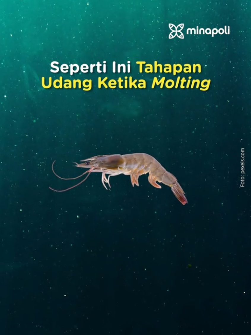 Cepet gede ya udang🦐🥰 #udangvaname #molting #mineral #minapoli #aquaculture #akuakultur #empoweringaquaculture #tambakudang #tambak #budidaya #perikanan #udang #fypsoundss 