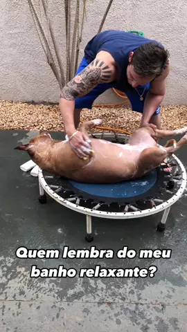 Quem aguenta ? 😂 #foryou#fy#viral#tiktok#foryoupage#pitbull#pets#vairalvideo#tbt#fyp 