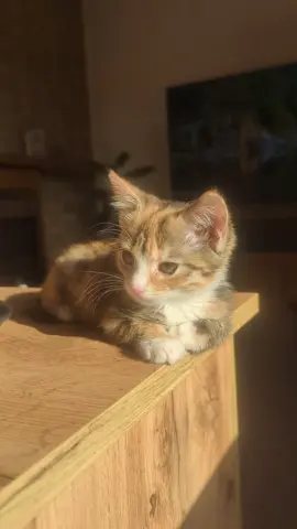 just beautiful 🥰 . . #kitten #calico #small #cattok #catsoftiktok #fyp #kittentok #kittensoftiktok #sweet #Love #beautiful #sun #sunlight #sunrise #orange 