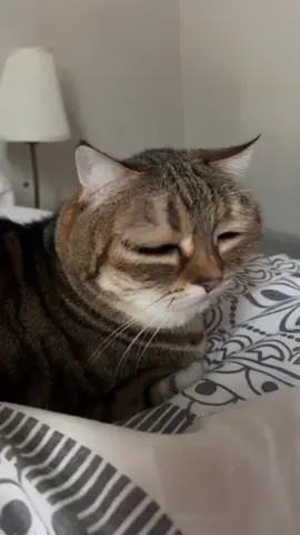#cats 
