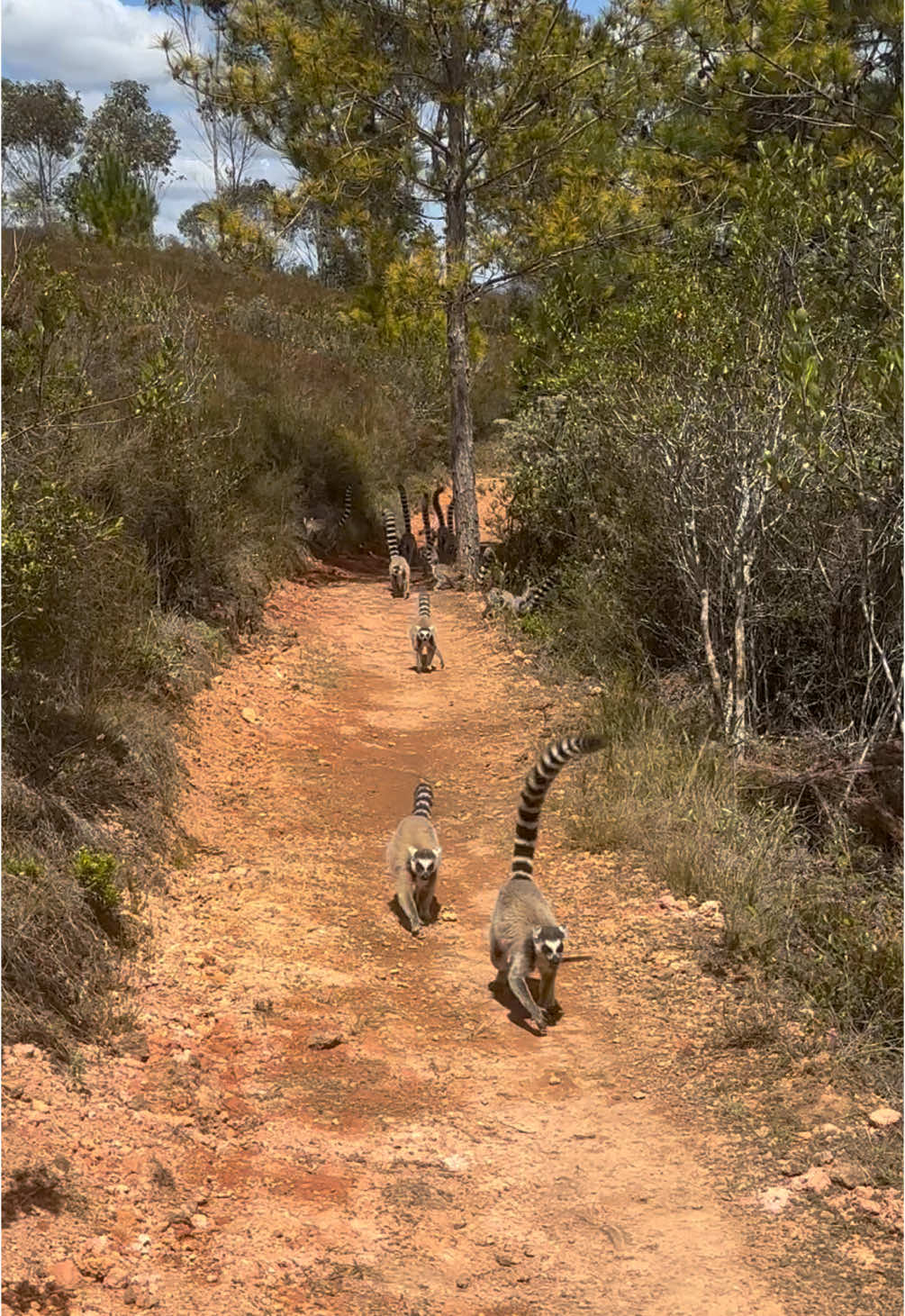 Lemur’s island #madagascar🇲🇬 #lemur #travel #fyp 