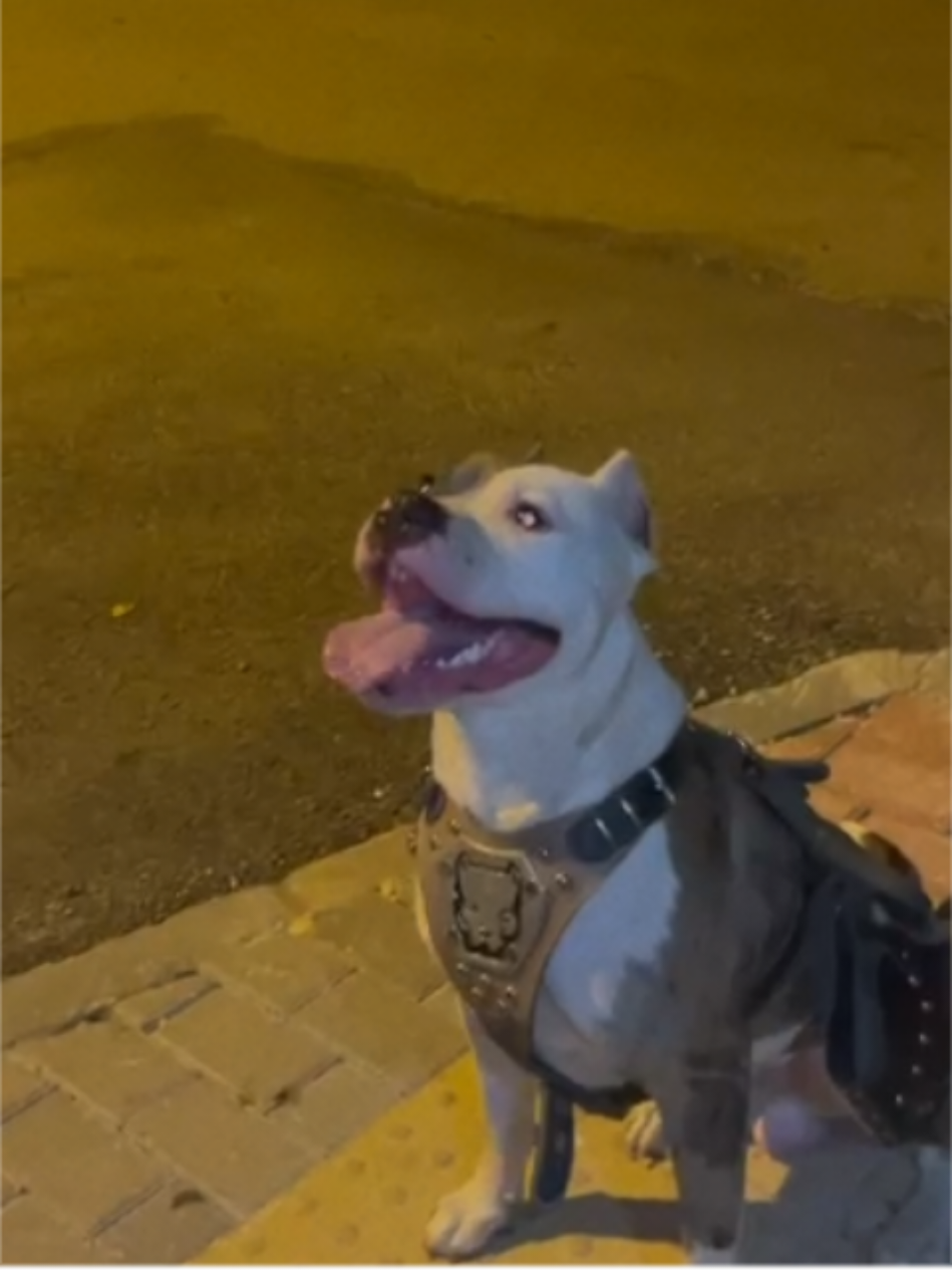 #pitbull #kesfet #pitbullsoftiktok #pitbulllove #pitbulldogs #pitbulls 