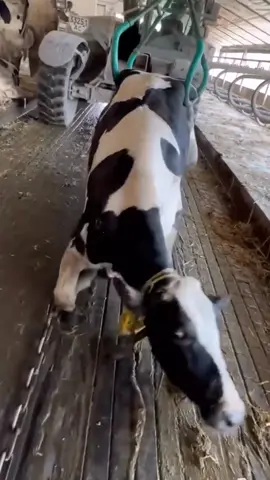 cow farm 🥰🥰🥰🥰🥰🥰 #cow #farm #feed #cleaning #trending #viralvideo 