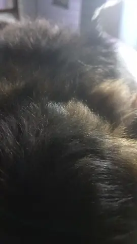 #собаки #dog 