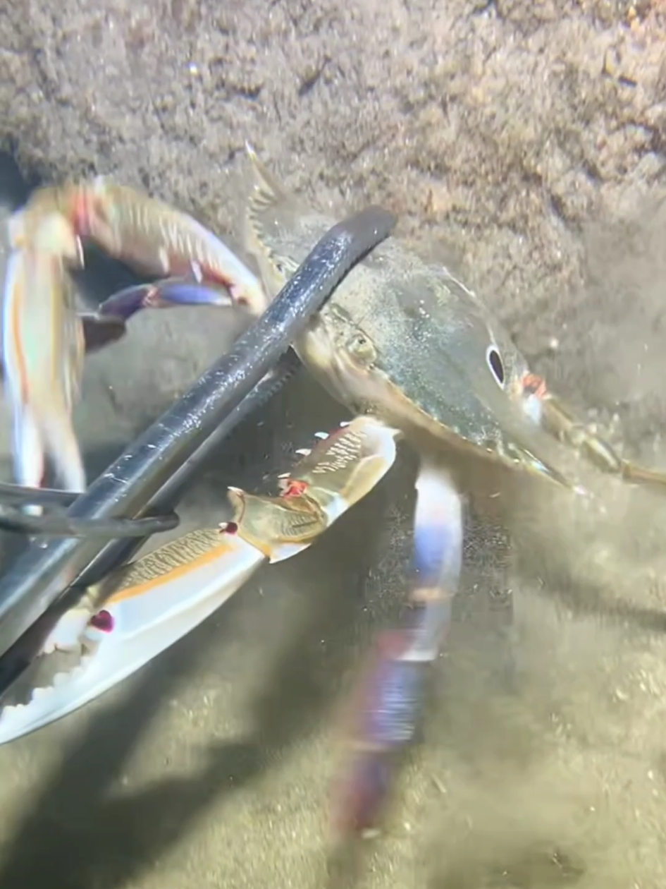 #diving #crab #catchthesea #seaside #seafood #fish #eel #lobster 