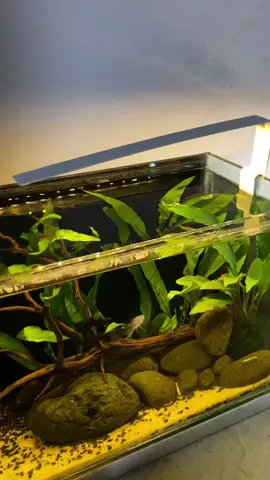 lampu led mini buat soliter cupang, bisa juga untuk aquarium #lampuaquarium #cuantanpabatas 