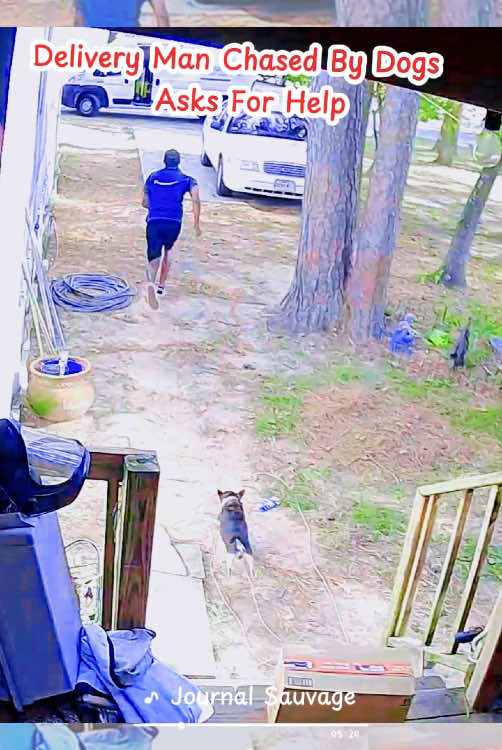 Delivery man chased y dogs asks for help#satisfying #dogs #animals 