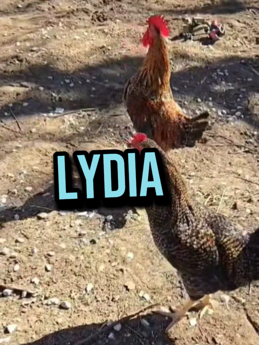 SKITTLES WHERE ARE YOU LIDIA?😲🫶 DÓNDE ESTÁS LIDIA?😱🫶 #lidia #lidi #lili #lee #lyd #liddie #rooster #chicken #chickens #chickensoftiktok #chickenhappyhour #lavaqueritatx #lachicapoderosa💞 #funnyanimals #funnytiktok #memes #memesdaily #fyp #fypシ #paratiiiiiiiiiiiiiiiiiiiiiiiiiiiiiii #foryourpage #cute #nombres #nameyellingchicken #gallo #humor #🤣🤣🤣 #memestiktok