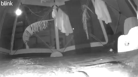 🦇Flight Cage shenanigans with Lucy and Barbara ❤️ #wildliferehabber #wildliferehab #bats #donate #batrescue 