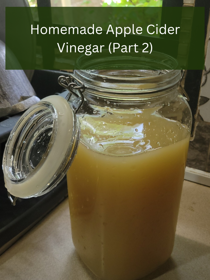 At @Sanjeevani Academy  we teach you how to use Apple Cider Vinegar to make Herbal Preparations. Here is Part 2 of making Apple Cider Vinegar. We started this ferment on the 14/01/25 and it's been 3 weeks, 4/02/25. So, let's strain this and let it ferment for another 3 weeks. 💕