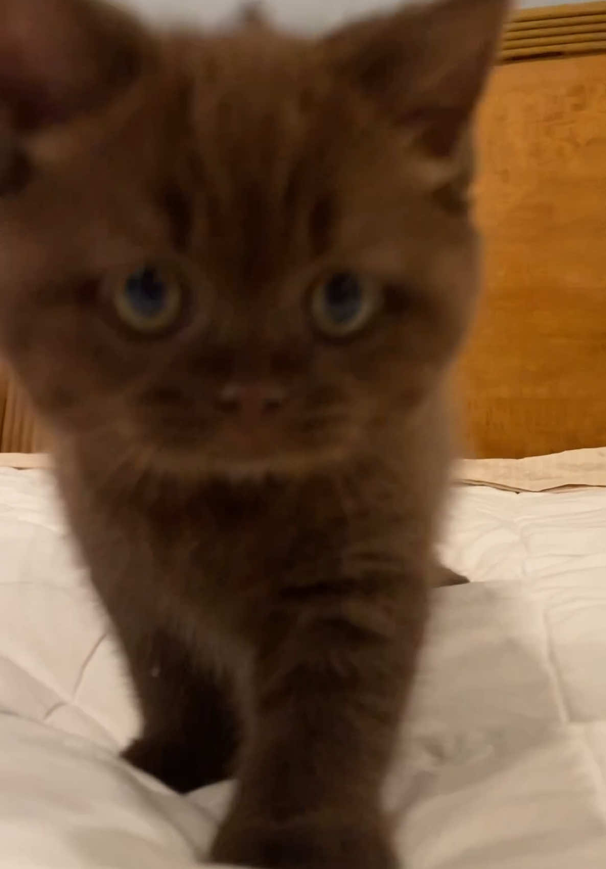 A little throwback to when Mocha was just a tiny chocolate drop. #justababy #kittenwiggles #mochamoves #catdance #kittenlove #tinybutmighty #cutekitten #throwbackmeow #mikaandmocha #catsoftiktok #funnycatvideos #kittenenergy #wigglewiggle #littlechocolatedrop #waittheydontloveyoulikeiloveyou 