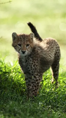 🐆💛 Nashipai's Cheetah Cubs Playing – Adorable & Wild! 🌿✨  #nature #animals #fyp #foryoupage #animalsoftiktok #animallover #animal #trending #Naturemarvels #safari #CheetahCubs #Wildlife