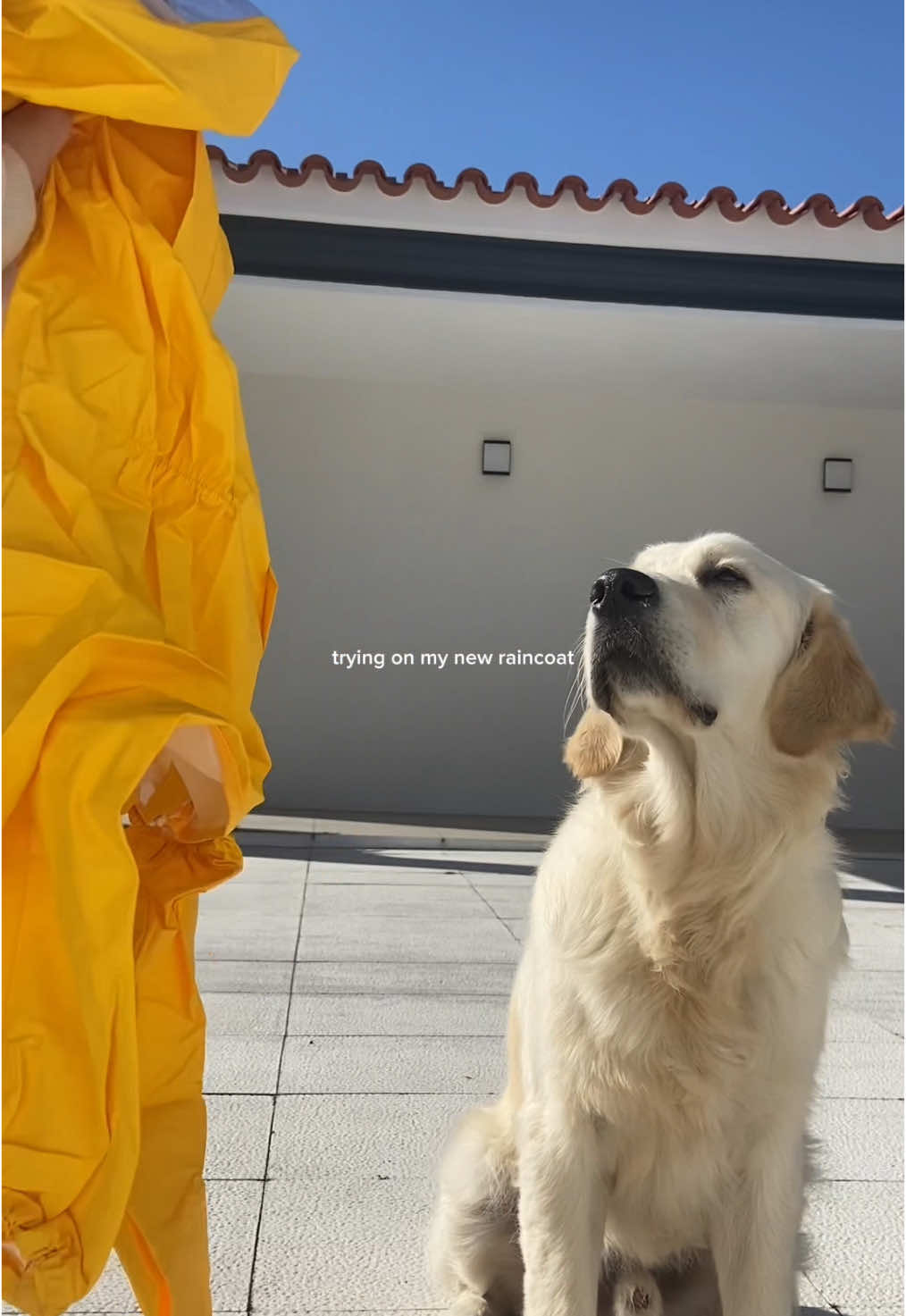 hated every second of it 🙃  #golden #retriever #goldenretriever #puppy #dogtok #dogmom #dograincoat #raincoat #dressingdog #cutedog #classic 