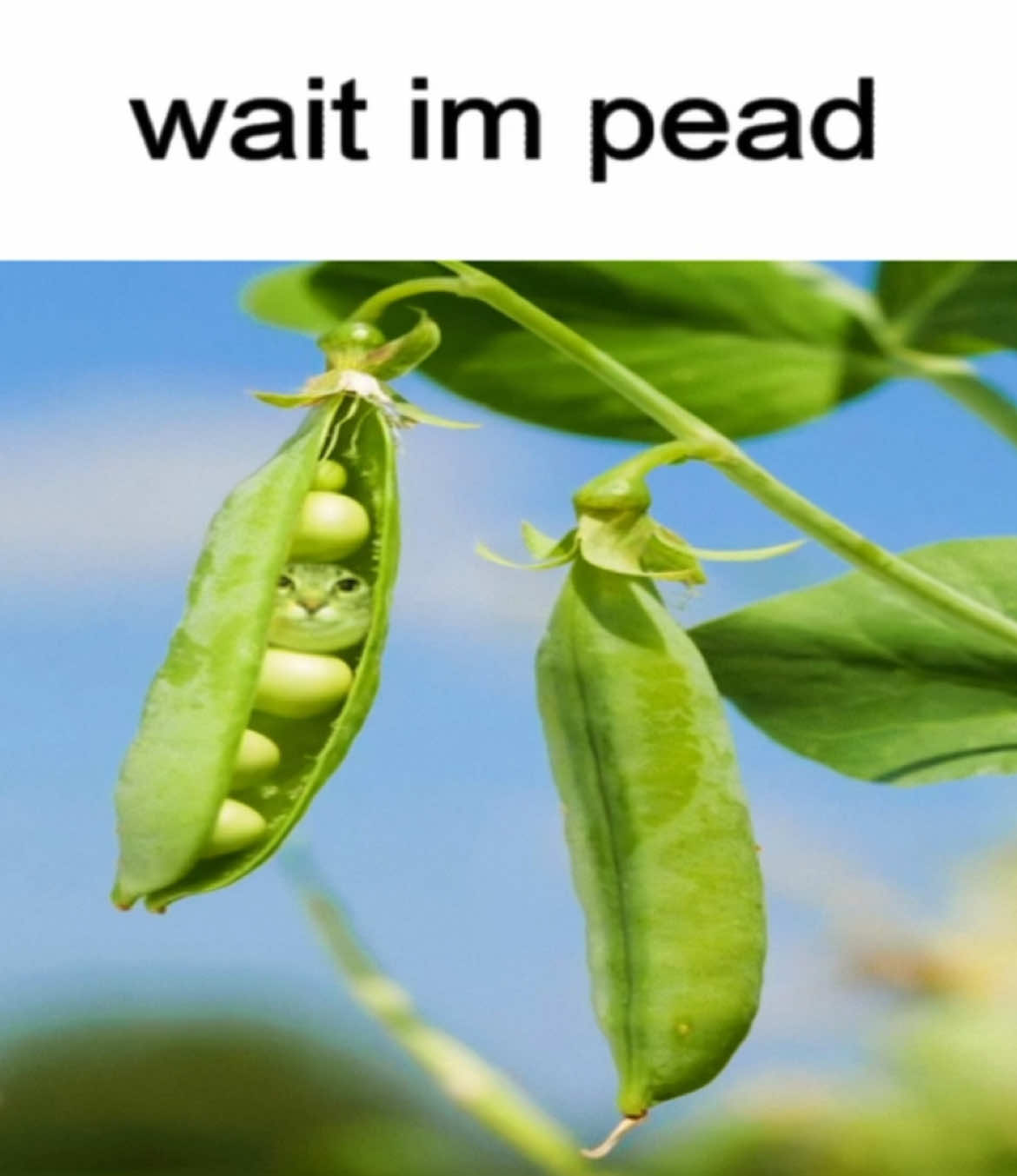 wait im pead 🫛🐱 #cat #memes 