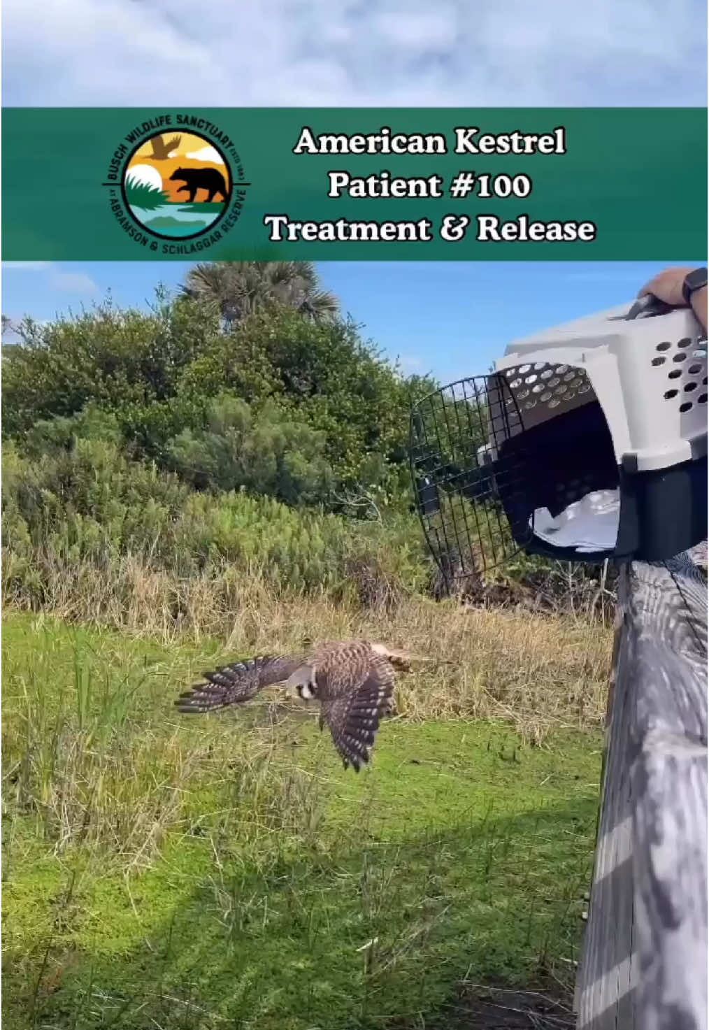 Patient #100 admitted to our wildlife rehabilitation center was an American Kestrel found in Jupiter with a suspected broken wing.  Our initial exam found the kestrel was thin and its right wing was drooping, and X-rays confirmed there was a mid-shaft fracture in the right ulna that had already begun to stabilize & close on its own. Thankfully, a surgical repair wasn’t needed, and staff was hopeful the break would continue to heal properly with a little assistance.  Staff admitted the bird, wrapped its wing, and performed laser & physical therapy every other day to help the kestrel regain more range of motion, decrease inflammation, and speed up its overall recovery time.  After 16 days at our rehabilitation center, the kestrel’s flight had improved significantly, and it was released back to its natural habitat🪽 You can help BWS continue providing this vital medical care for our native wildlife with a donation today! 💚 #wildlife #jupiter #palmbeach #florida #wildlifeconservation #wildlifesanctuary #wildliferescue #birdtok 