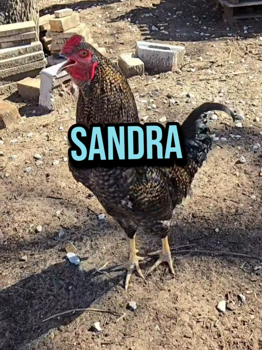 SKITTLES AND SPRIN CALLING 📞SANDRA!😚 LLAMANDO A SANDRA 📞😚🫶 #sandra #sandi #sandy #san #sandrita #sandrine #rooster #chicken #chickens #chickensoftiktok #chickenhappyhour #lavaqueritatx #lachicapoderosa💞 #funnyanimals #memes #memesdaily #cute #fyp #fypシ #paratiiiiiiiiiiiiiiiiiiiiiiiiiiiiiii #humor #humortiktok #🤣🤣🤣 #nameyellingchicken #gallo #nombres