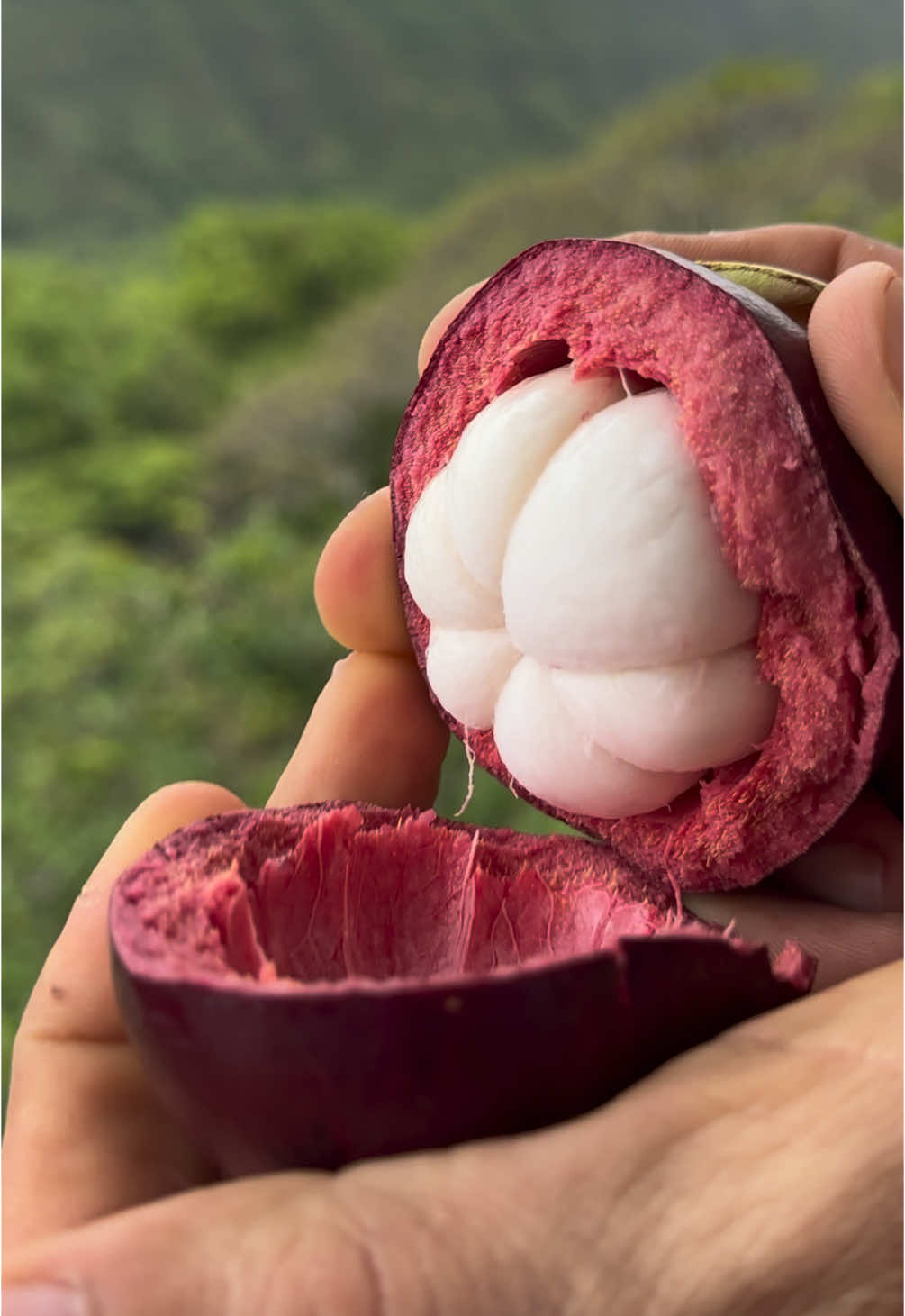 Mangosteen is a tropical fruit native to Southeast Asia. Where were you the first time you ate this fruit? It is high in antioxidants known as xanthones which help the body resist stress and rich in tannins which promote intestinal health.💜 You can order a box of fresh mangosteen online at Miamifruit.org 🌈 #mangosteen #queenoffruit #miamifruit #tropicalfruit #fruit #rarefruit 