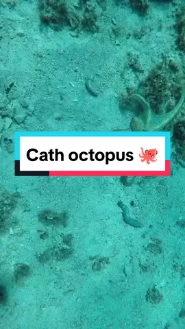 Octopus catching  #spearfishing #octopus🐙 #fishing #octopus #usa🇺🇸 
