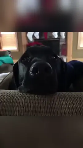 Dog’s Reaction to ‘Bath’ Be Like: 💀🚿 #fyp #foryou #dog #dogs #dogsoftiktok 
