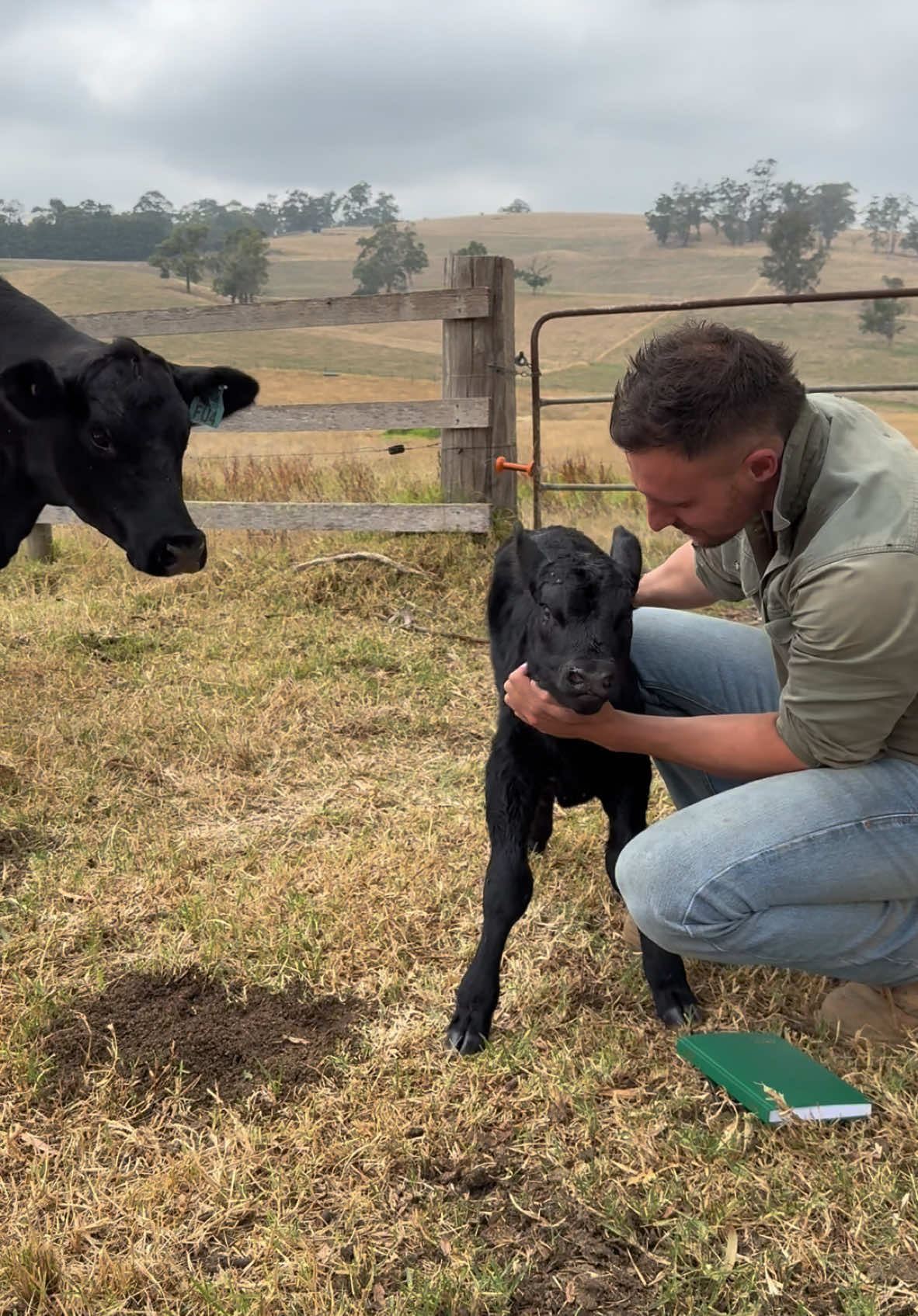 Calving seasons started a bit early this year 🥰… welcome to team Zele Girl #farm #aussiefarmer #farmlife #studangus #youngfarmer #cattle #angus #heifer #calf #cute #baby #australia 