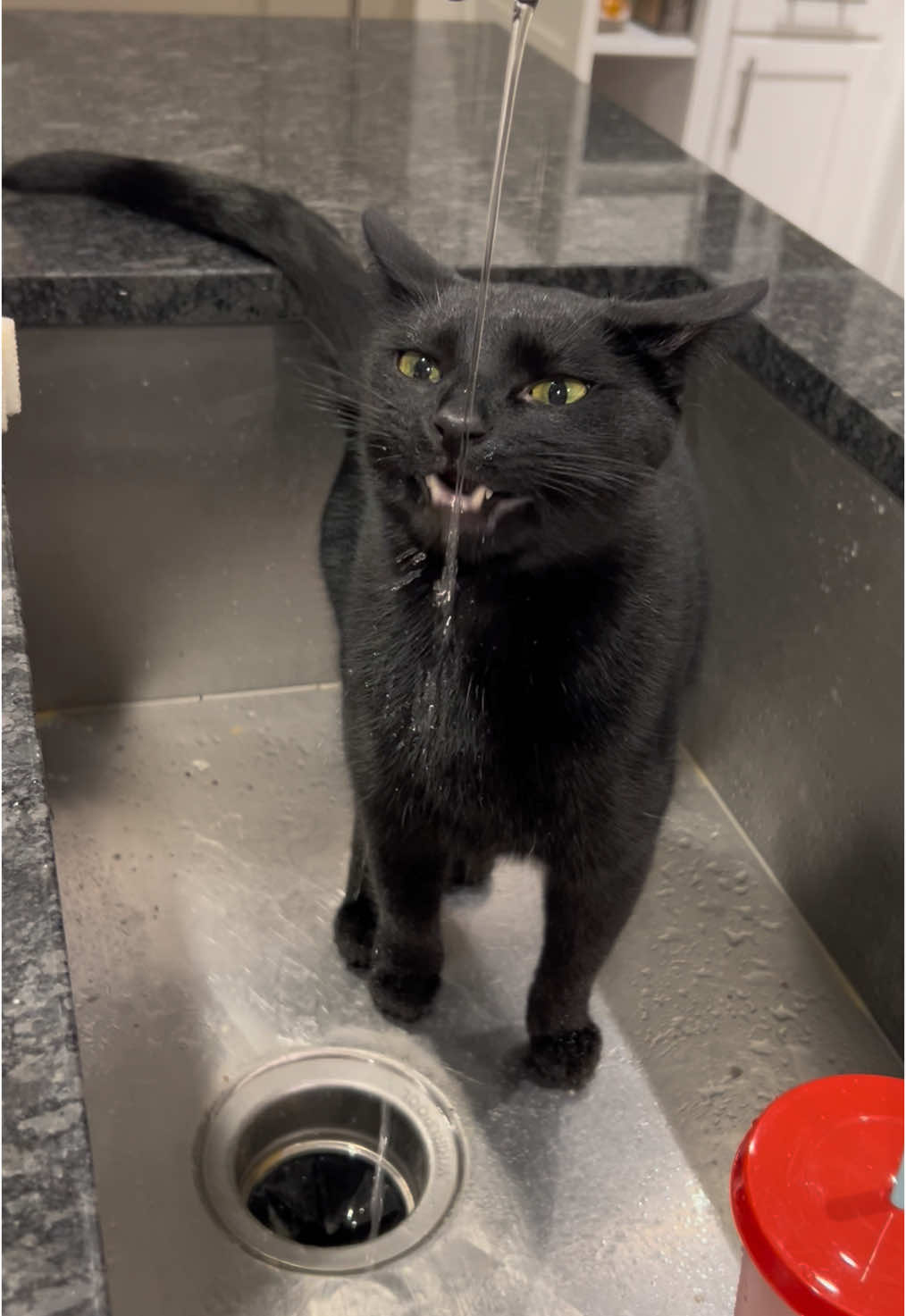 I drink waters for a long time sometimes🐈‍⬛😀 #cat #cats #cattok #catsoftiktok #sinkydrinky #blackcat #blackcatsoftiktok #blackcatsaregoodluck #fyp #kitten #fypシ #pet #kittycat #kitty #luca 