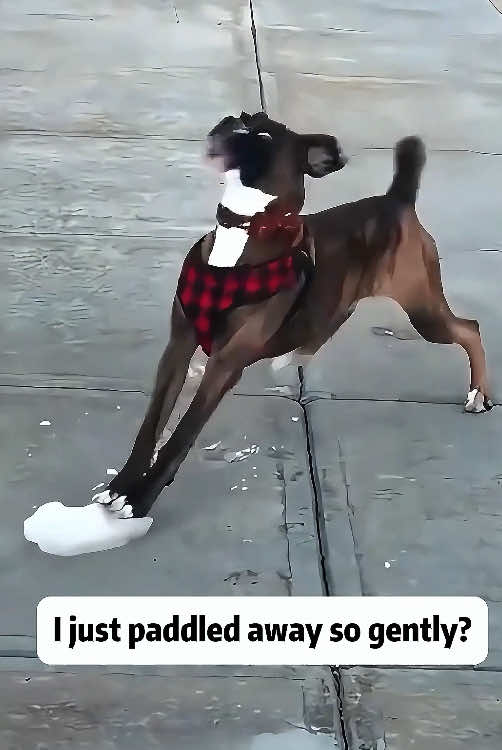 I can’t control my body!#interesting #funny #fypシ #fyp #doglover #FUNNY #dogoftiktok 